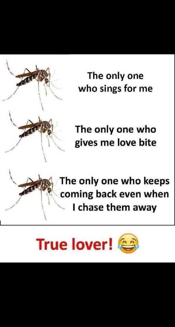 True Lover