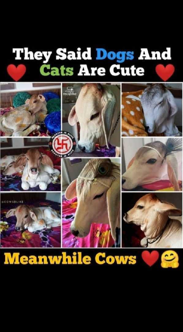 गाय माता