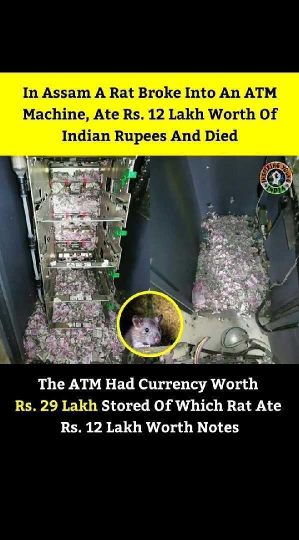 Rat Eating 12 Lakh Of Currency...